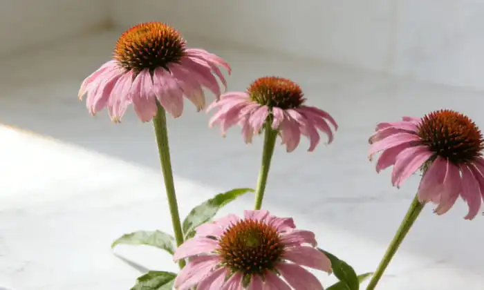 Why OEM/ODM Factories Use Liposomal Echinacea for Premium Immunity Blends?